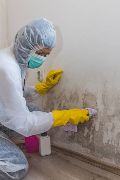 Best Industrial Mold Remediation  in Harrisburg, SD